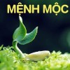 Cách Chọn Gạch Lát Nền Hợp Mệnh Mộc