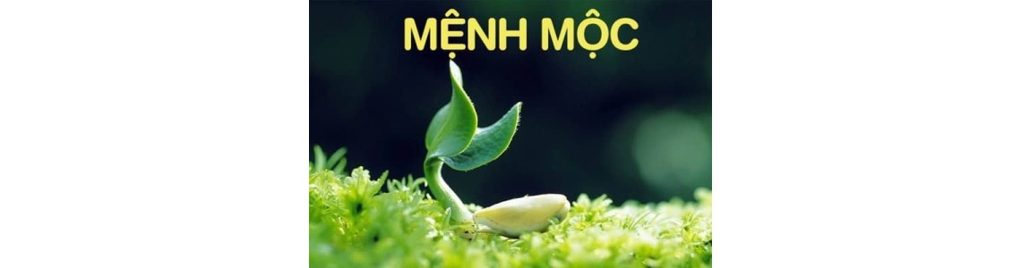 Cách Chọn Gạch Lát Nền Hợp Mệnh Mộc